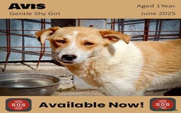 Mixed Breed dogs for adoption: Avis, 1yr old approx. Available for adoption. - Image 1