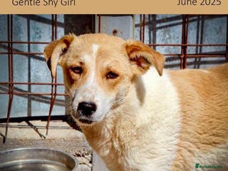 Mixed Breed dogs Avis, 1yr old approx. Available for adoption. - Advert 22