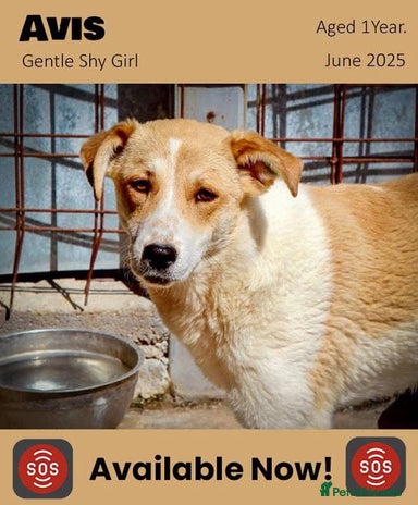 Mixed Breed dogs Avis, 1yr old approx. Available for adoption. - Advert 23