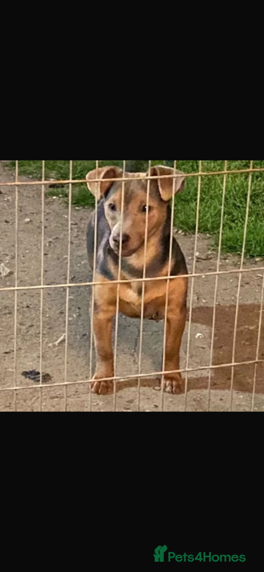 Jack Russell dogs for sale: Jack Russell puppy’s  - Advert 2