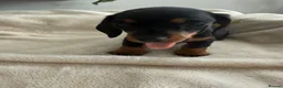 Miniature Dachshund dogs for sale: 1 girl left! Ready to go! KC Miniature Dachshunds - Advert 5