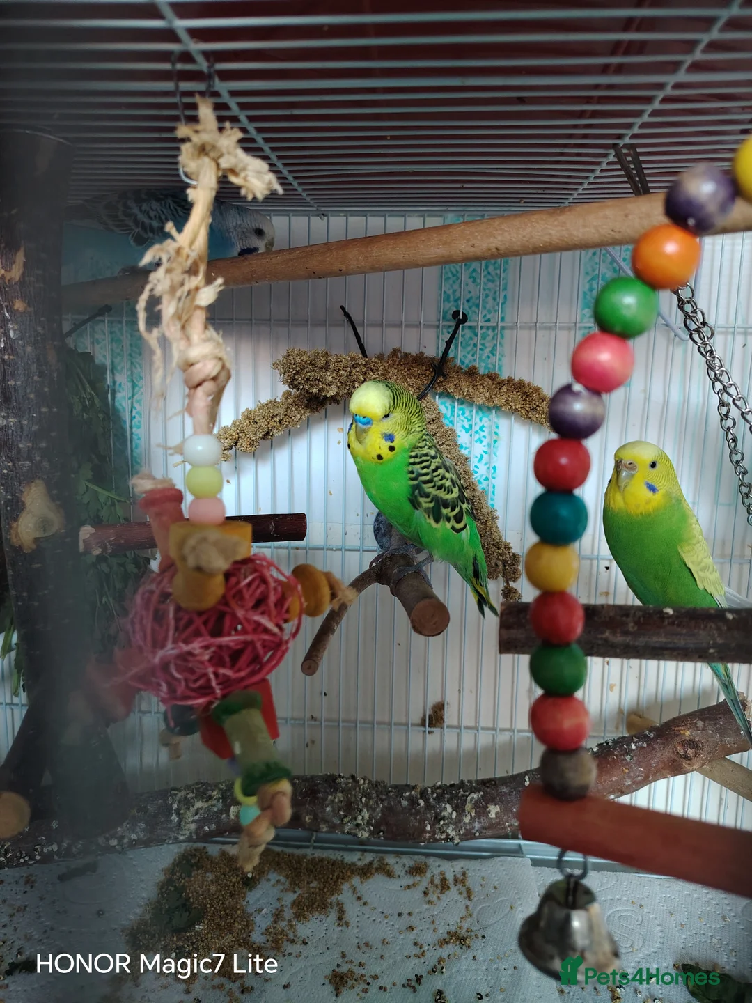 Budgerigars birds for sale: Budgies  - Advert 2