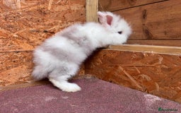 Lionhead rabbits for sale: Lion head baby bunny  - Image 3
