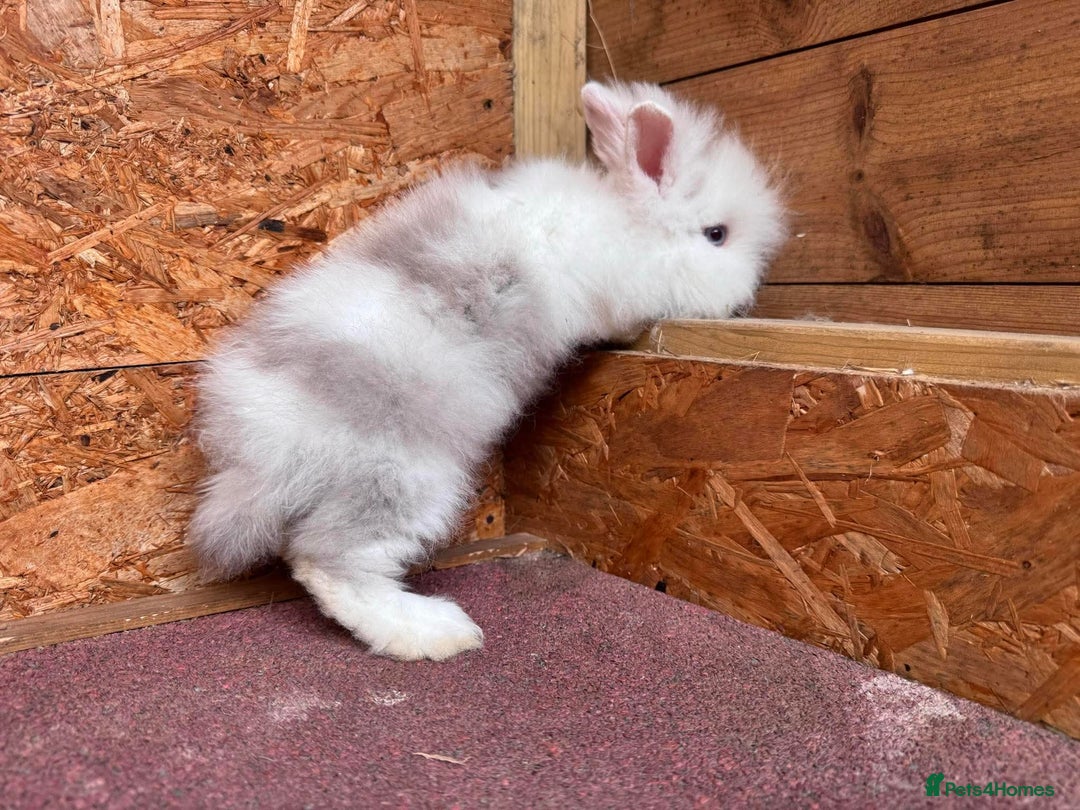 Lionhead rabbits for sale: Lion head baby bunny  - Image 3