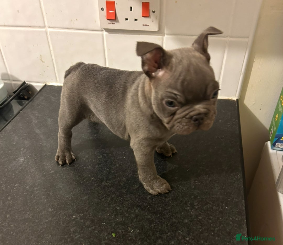 French Bulldog dogs for sale: Testable Choc French Bulldog - Image 3