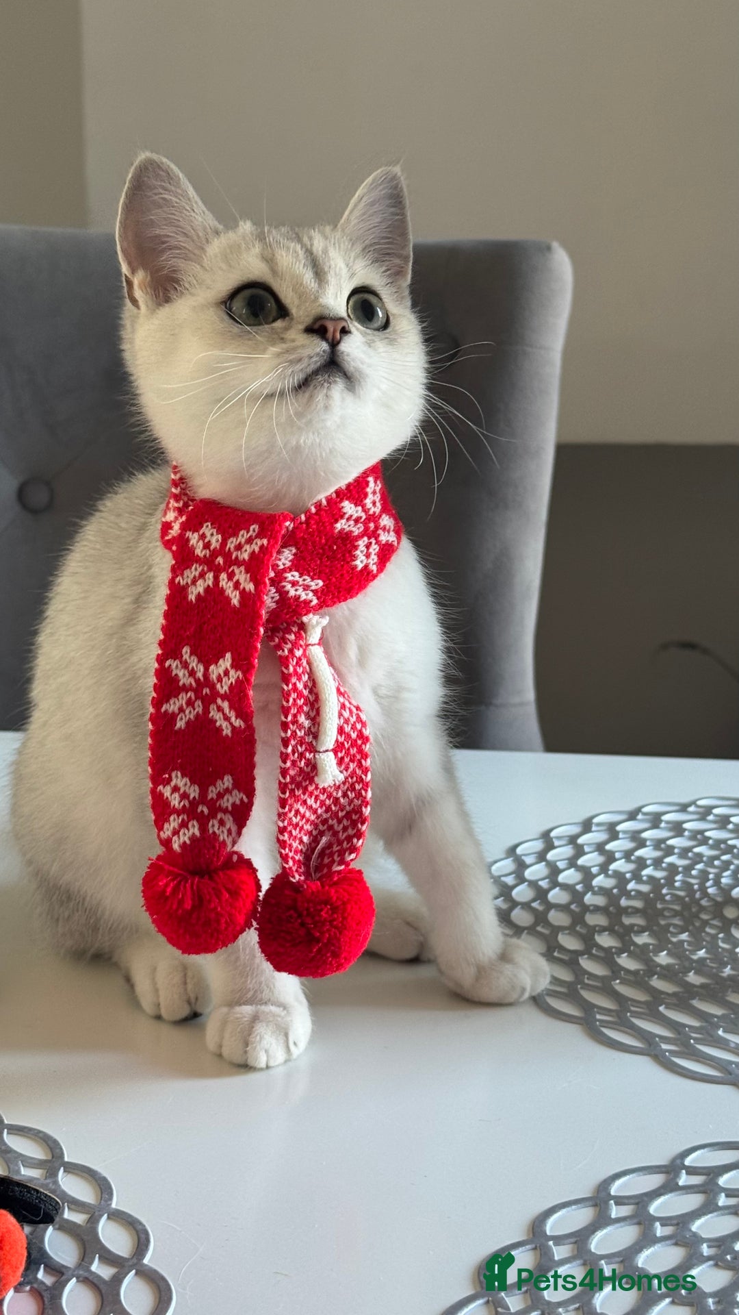 Scottish Fold cats for sale: Scottish Straight Boy - Image 5