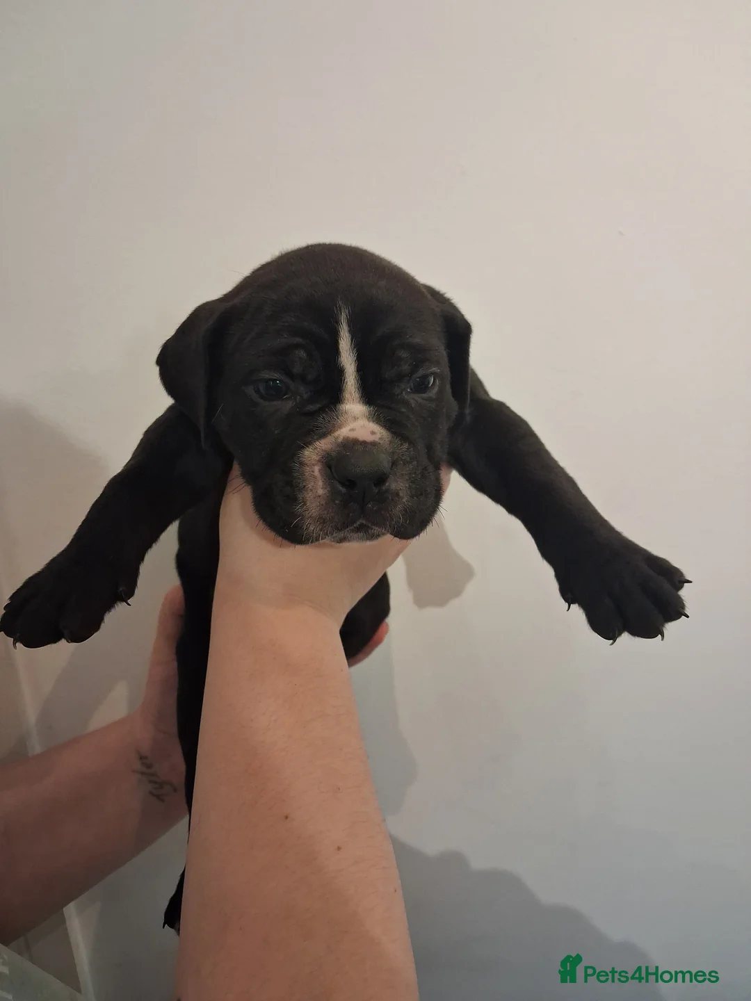 Mixed Breed dogs for sale: Alapaha Blue Blood Bulldog X Cane Corso Puppies  - Advert 17