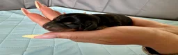 Miniature Dachshund dogs for sale: 🐾 Gorgeous Miniature Dachshund Puppies 🐾 - Advert 9