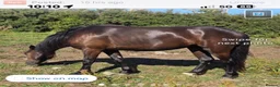Welsh Section C horses for sale: Welsh Cob 13HH in Burry Port - Advert 4