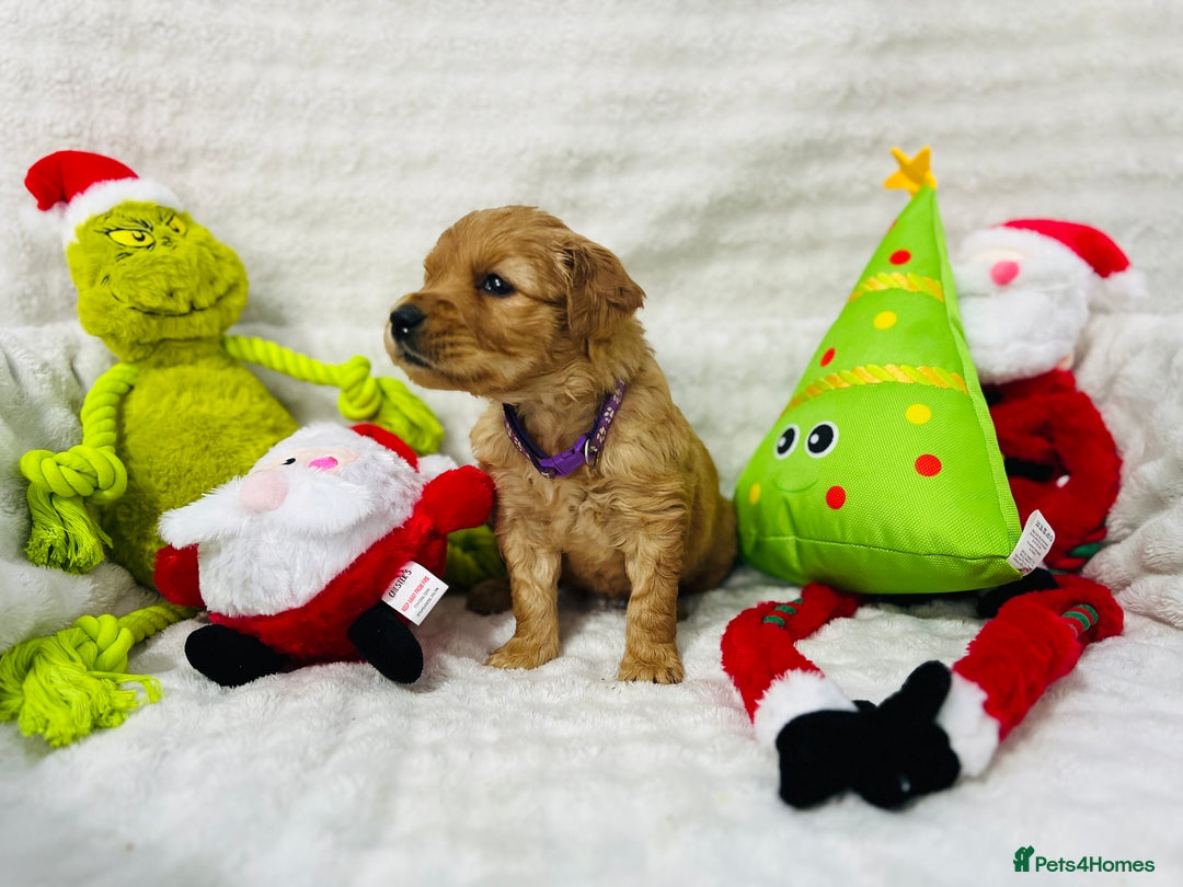 Golden Retriever dogs for sale: Extensively health tested clear golden retrievers - Advert 11