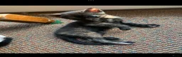 Mixed Breed cats for sale: House kittens  - Advert 15