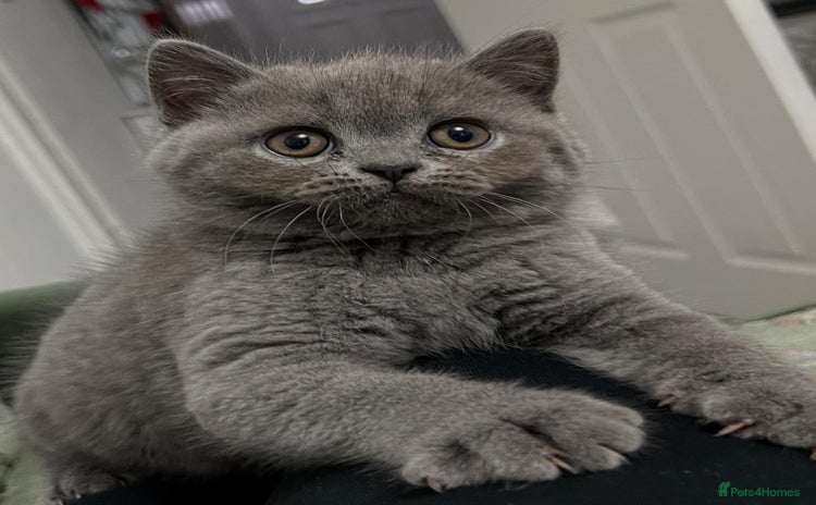 British Shorthair cats - Advert 14
