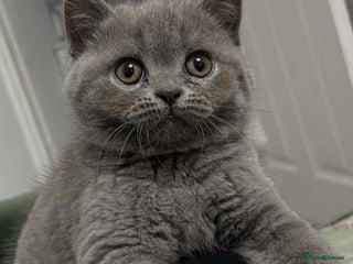 British Shorthair cats (One boy )blue British shorthair kittes for sale - Advert 2