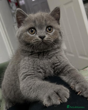 British Shorthair cats - Advert 14