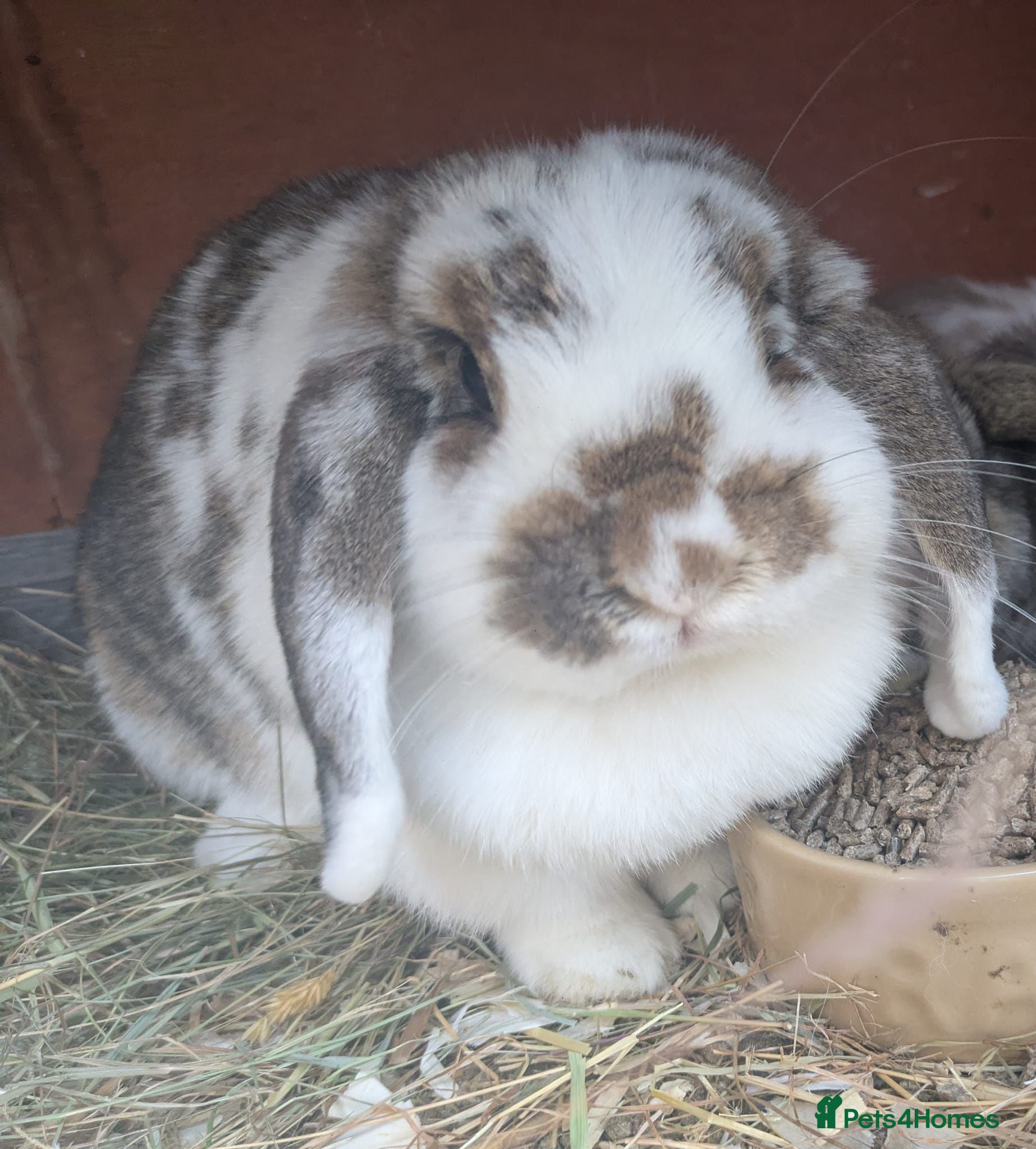 Mini Lop rabbits for sale: The litter has been born. - Advert 5