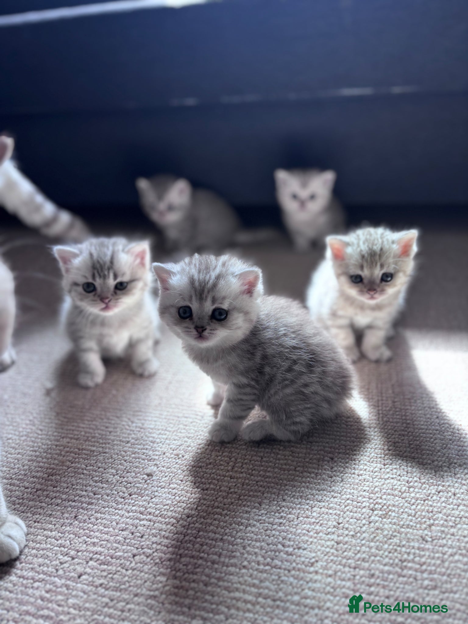 British Shorthair cats Beautiful BSH - Advert 5