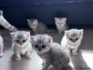 British Shorthair cats Beautiful BSH - Advert 5