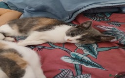 Mixed Breed cats for sale: 2 beautiful female lovely kittens and playfull - Image 5