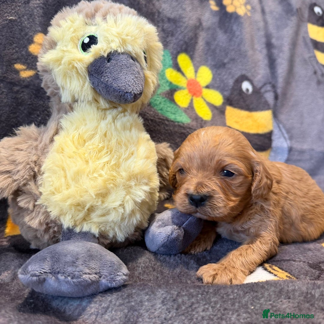 Cavapoo dogs for sale: Stunning F1 Cavapoo puppies - Advert 1