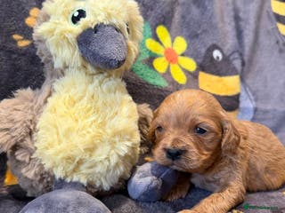 Cavapoo dogs Stunning F1 Cavapoo puppies - Advert 6