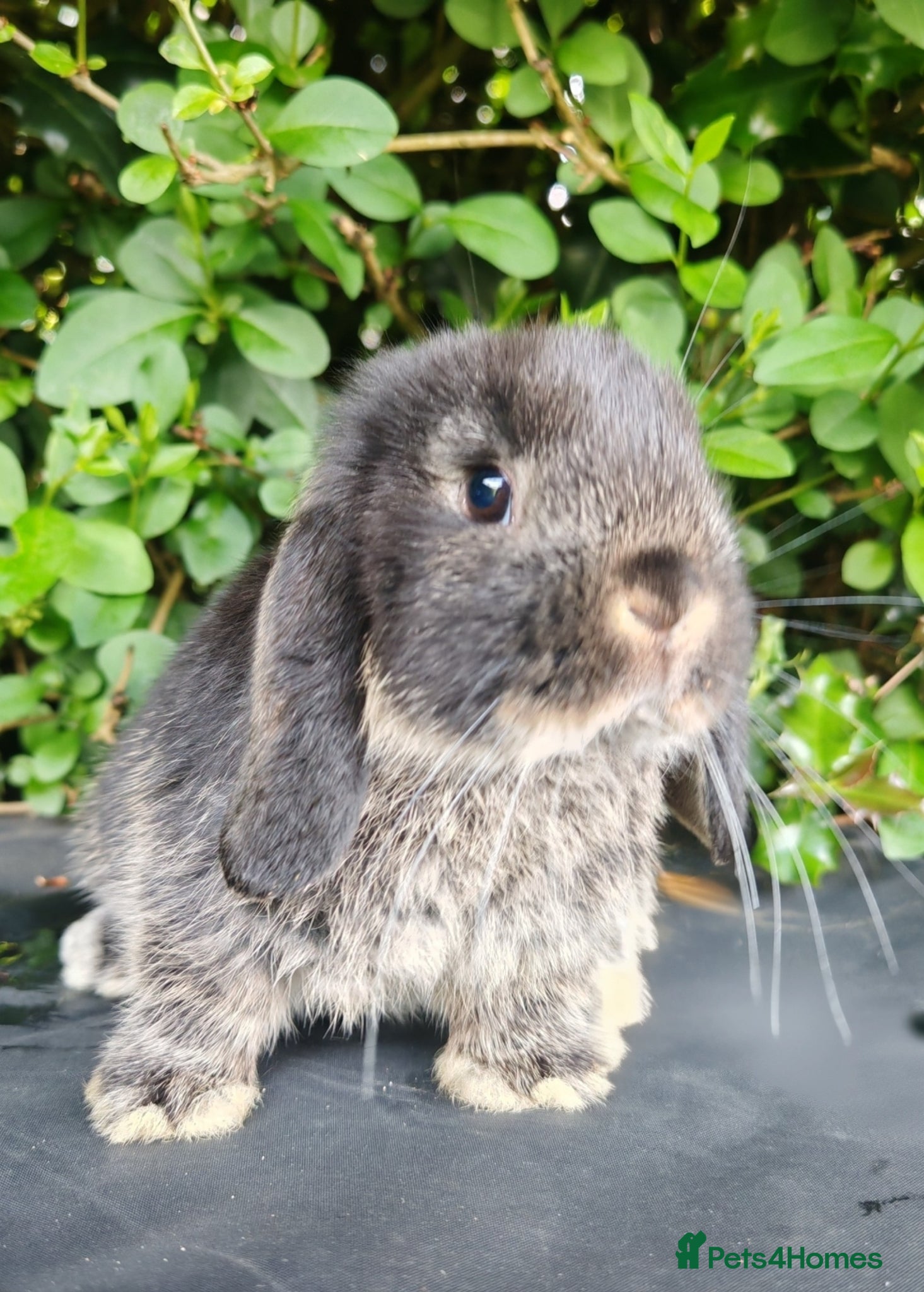 Mini Lop rabbits Beautiful Mini Lop Bunnies - Advert 10