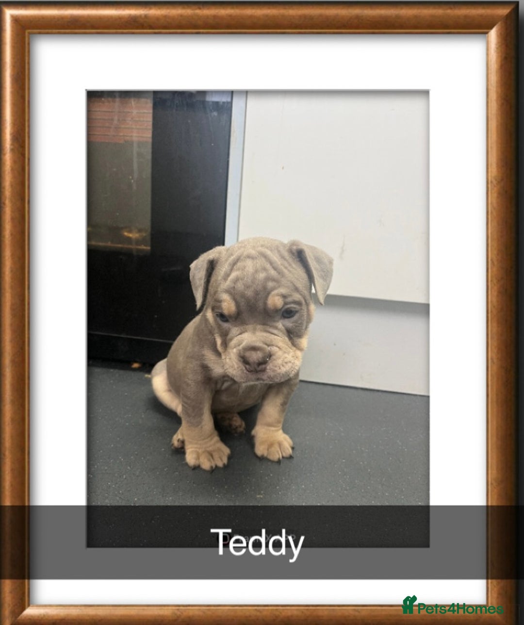 Olde English Bulldogge dogs for sale: Olde English bulldog pups  - Image 3