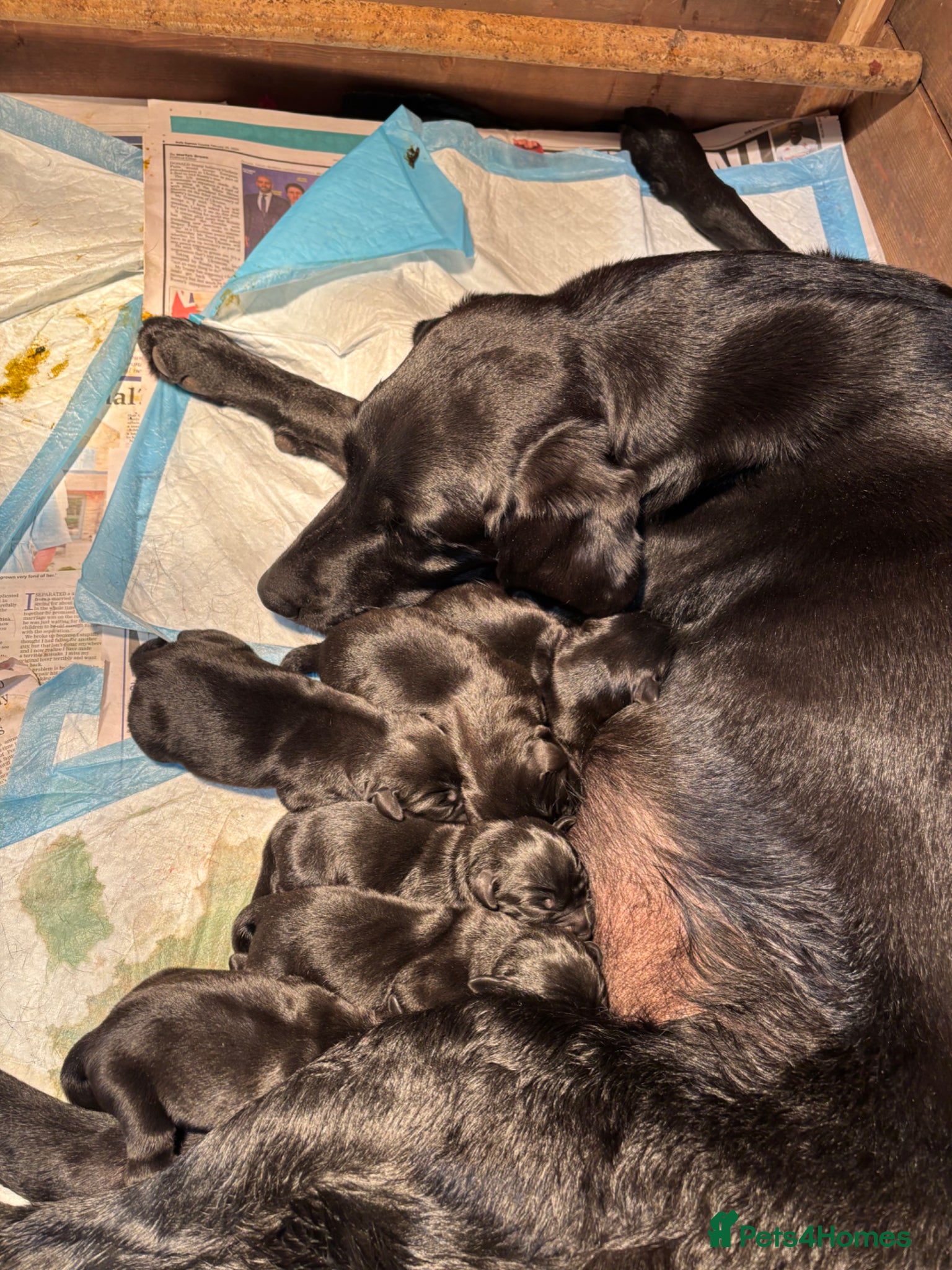 Labrador Retriever dogs Labrador pup for sale - Advert 1