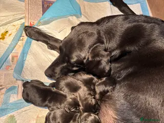 Labrador Retriever dogs Labrador pup for sale - Advert 2