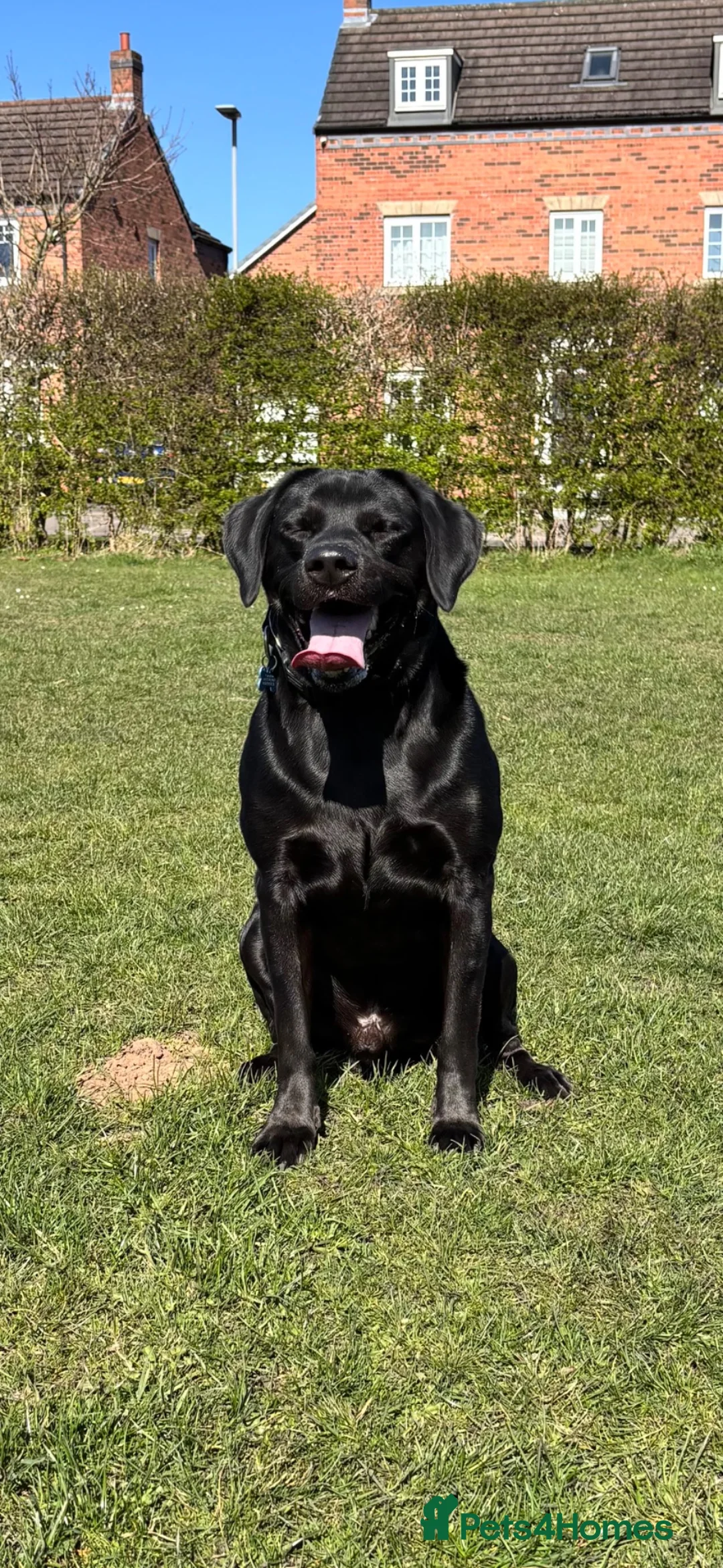 Labrador Retriever dogs for sale: Male black Labrador Retriever  - Advert 2