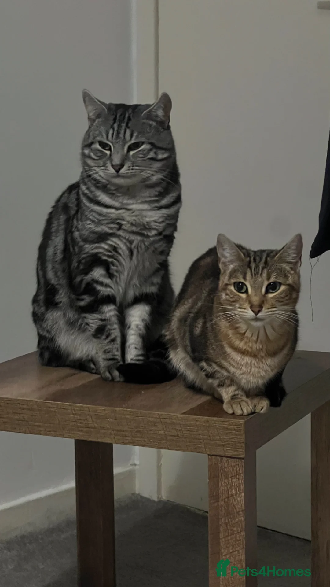 Bengal cats for sale: Bengal cross kittens - Advert 3