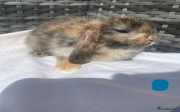 Mini Lop rabbits for sale: Mini lop litter ready now  - Image 6