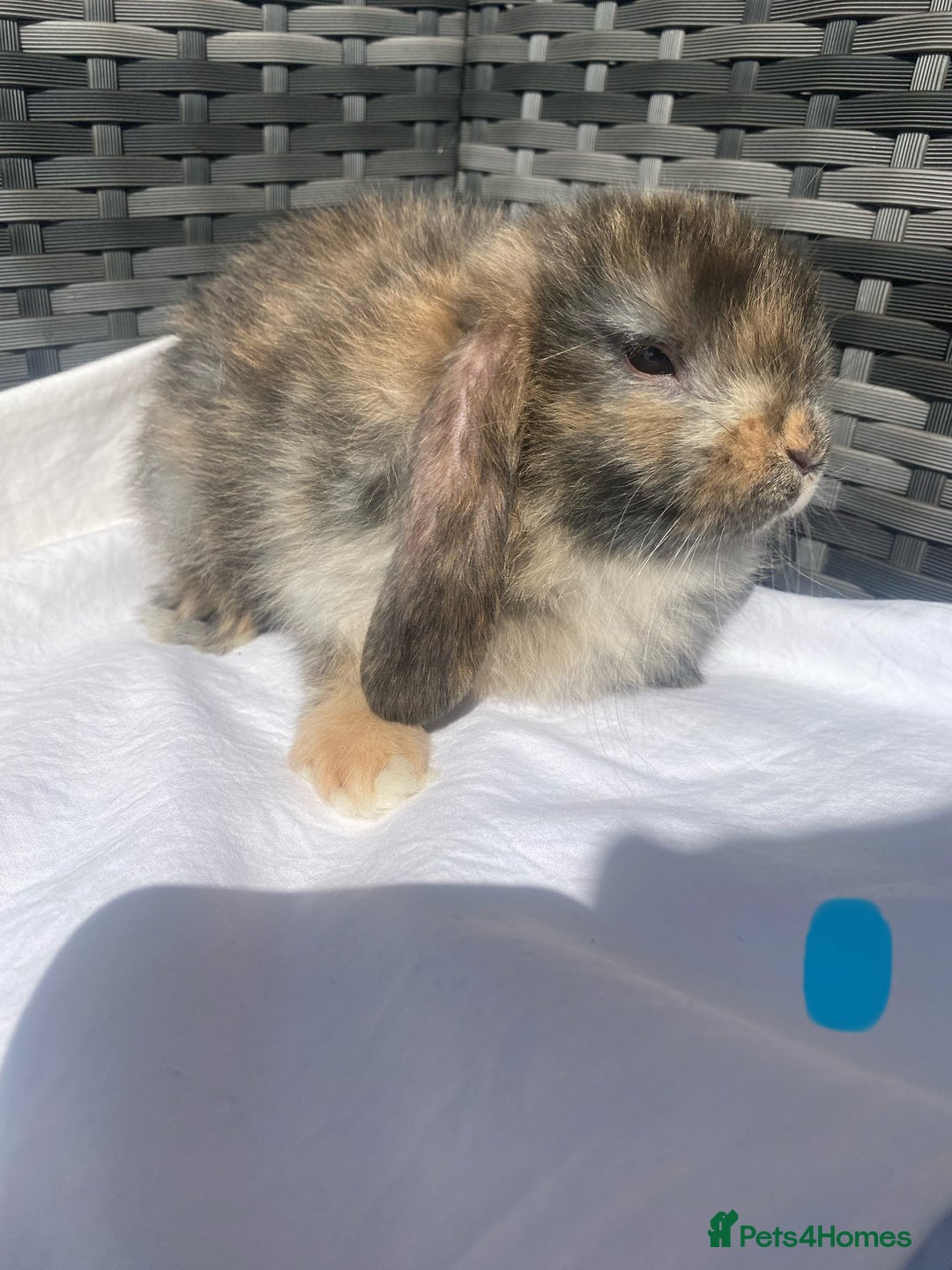 Mini Lop rabbits for sale: Mini lop litter ready now  - Image 6