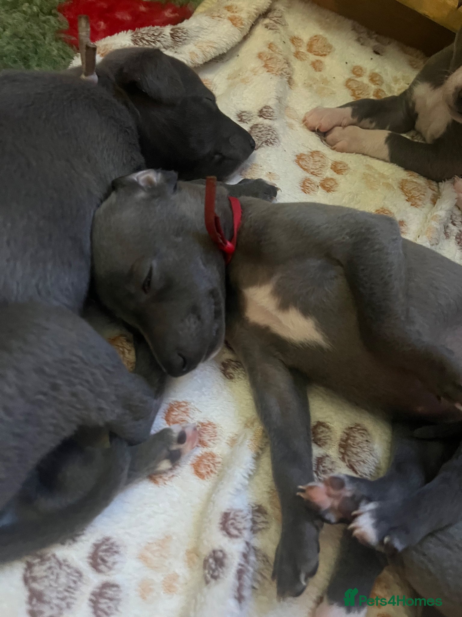 Whippet dogs Beautiful whippet pups - Advert 2