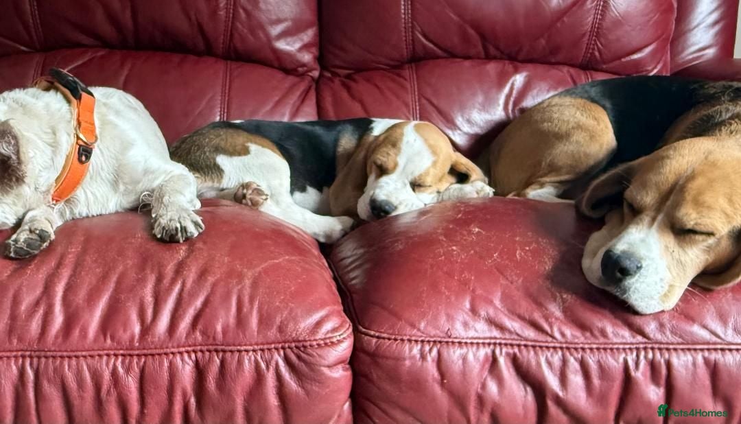 Beagle dogs Champion sired beagles KC reg & DNA health tested - Advert 1