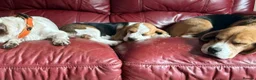 Beagle dogs for sale: Champion sired beagles KC reg & DNA health tested - Advert 3