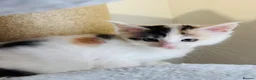 Maine Coon cats for sale: Maine coon kittens  - Advert 6