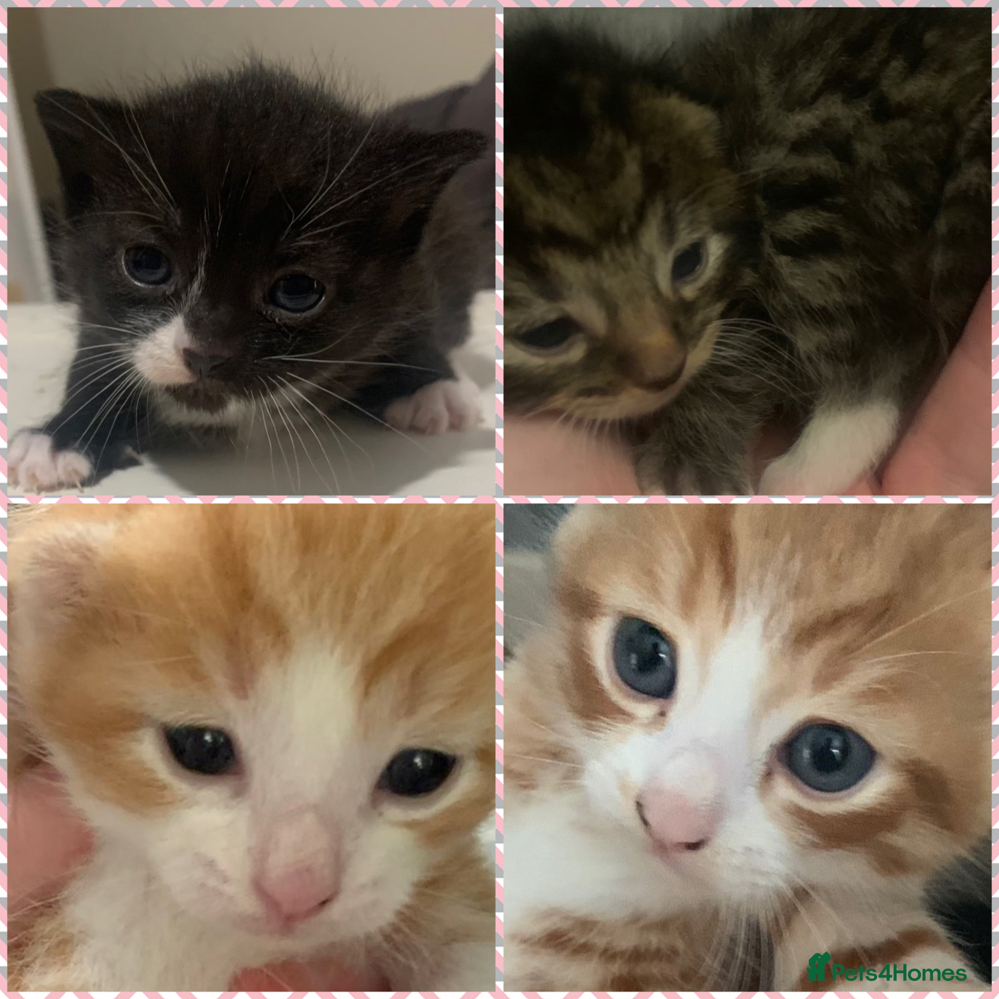 Mixed Breed cats Friendly and playful kittens ❤️ 🐱 🐾  - Advert 1
