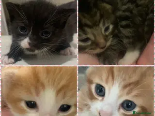Mixed Breed cats Friendly and playful kittens ❤️ 🐱 🐾 - Advert 1