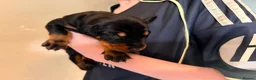 Dobermann dogs for sale: 7 Beautiful Dobermann puppies of mixed colours. in Reading - Advert 10