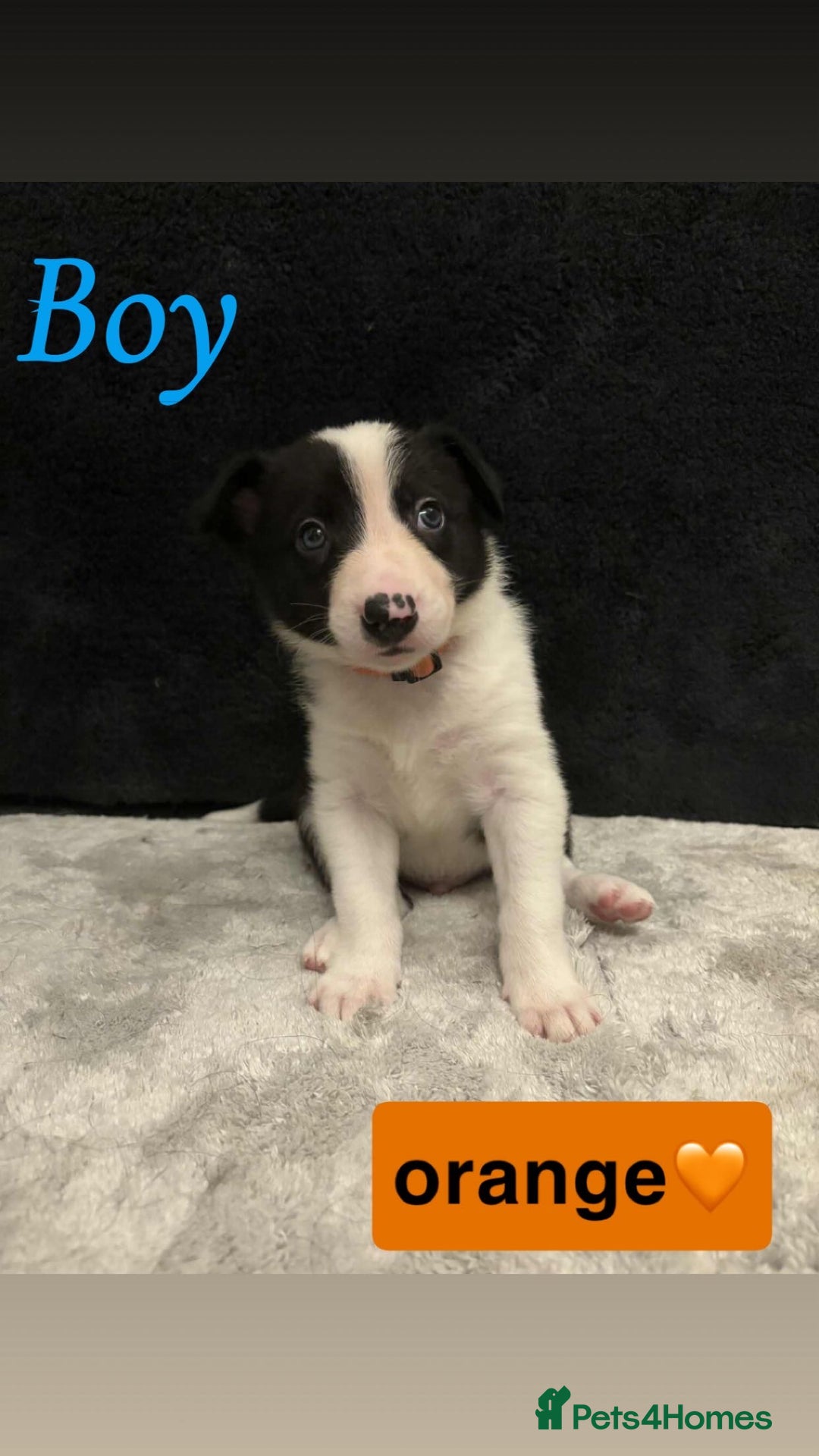 Border Collie dogs for sale: ✨cuddly puppies looking for their forever families - Advert 9