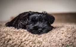Miniature Schnauzer dogs for stud: KC MAC Black Miniature Schnauzer stud dog - Image 2