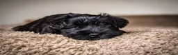 Miniature Schnauzer dogs for stud: KC MAC Black Miniature Schnauzer stud dog - Advert 4