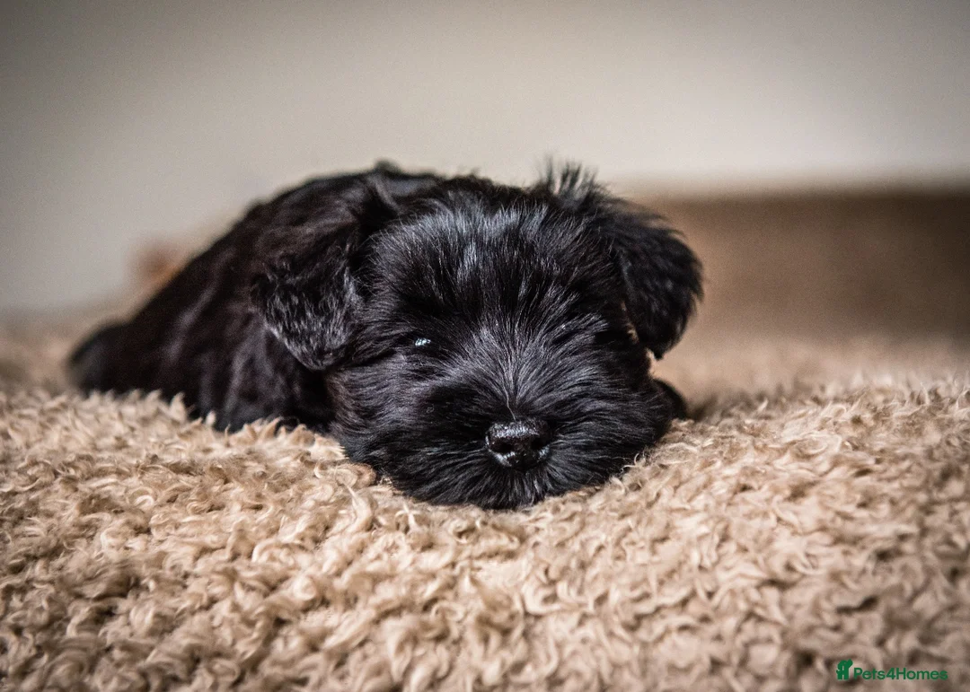 Miniature Schnauzer dogs for stud: KC MAC Black Miniature Schnauzer stud dog - Advert 4