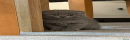 Scottish Fold cats for sale: Scottish Fold and Scottish straight kittens. - Advert 23