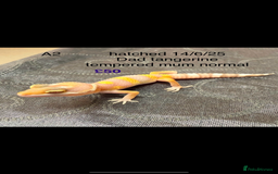 Leopard Gecko reptiles for sale: Baby leopard geckos - Image 2