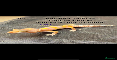 Leopard Gecko reptiles - Advert 4