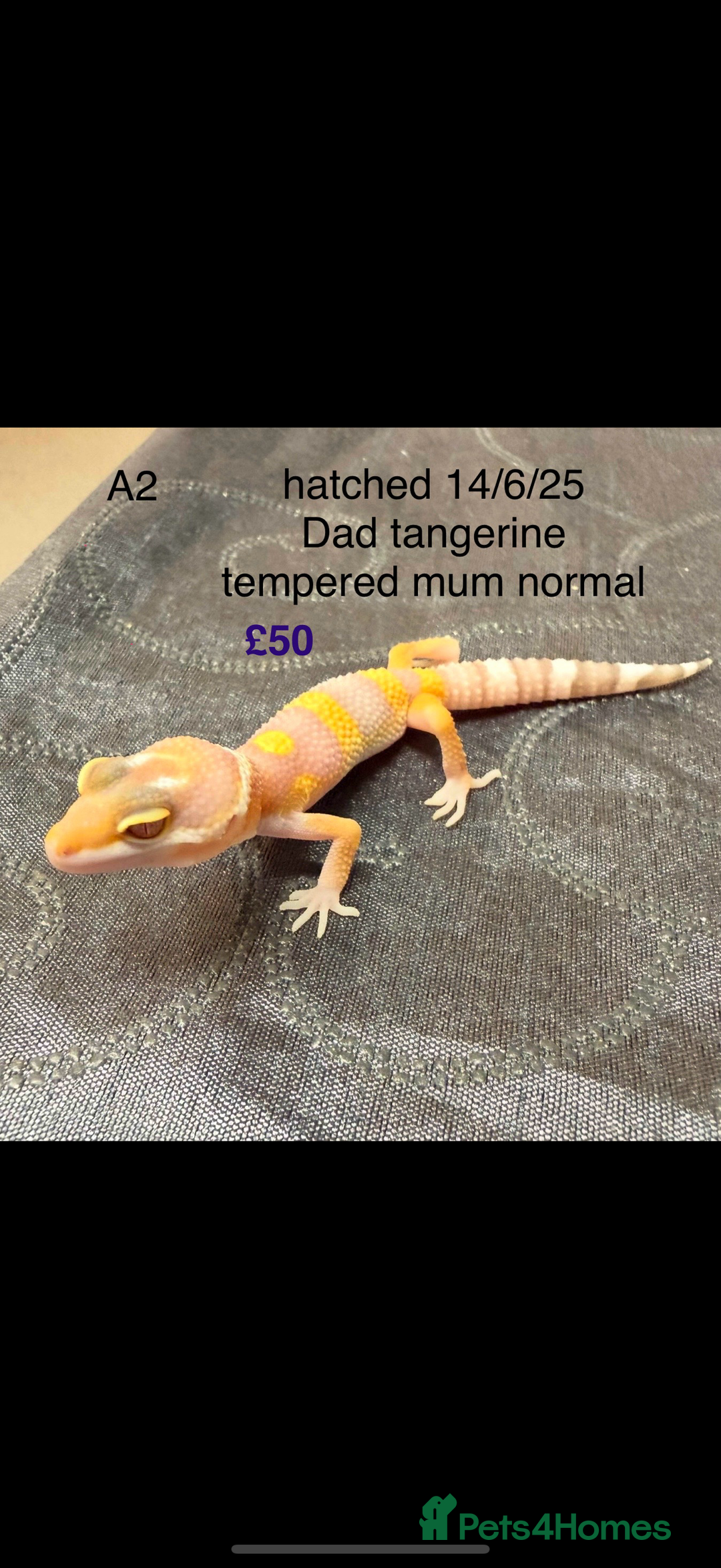 Leopard Gecko reptiles for sale: Baby leopard geckos - Image 2