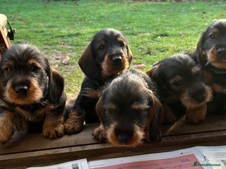 Dachshund dogs Dual Purpose Standard Wirehaired Dachshund(Teckel) - Advert 6