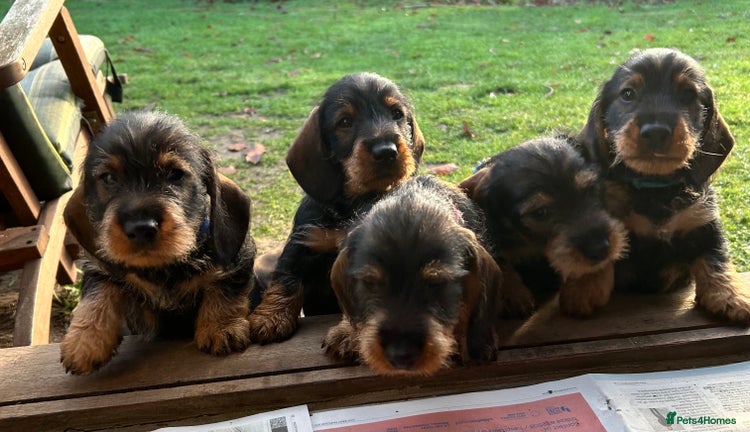 Dachshund dogs Dual Purpose Standard Wirehaired Dachshund(Teckel) - Advert 1