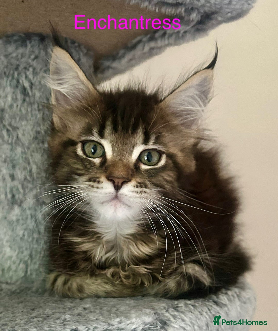 Maine Coon cats for sale: GCCF Maine Coon Kitten Stunning Girl Ready Now - Image 13